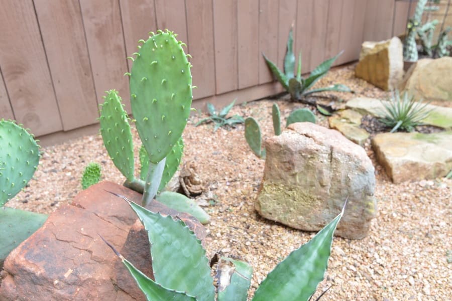 Frisco, TX Cacti and Yucca