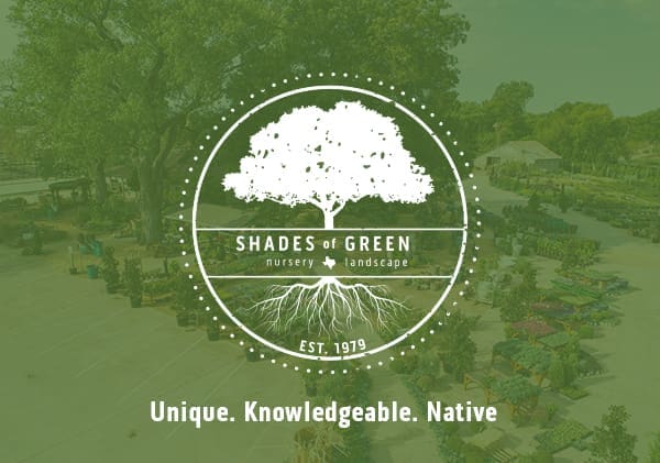 SOG_Newsletter