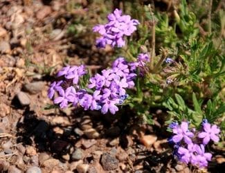 Prairie Verbena 2