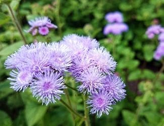 SG-Ageratum
