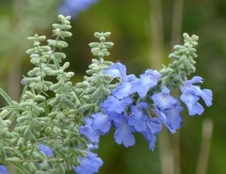 SG-Azure Sage