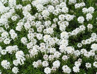 SG-Candytuft
