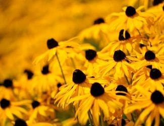 SG-Rudbeckia hirta