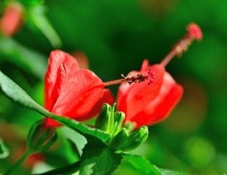 SG-Turks Cap
