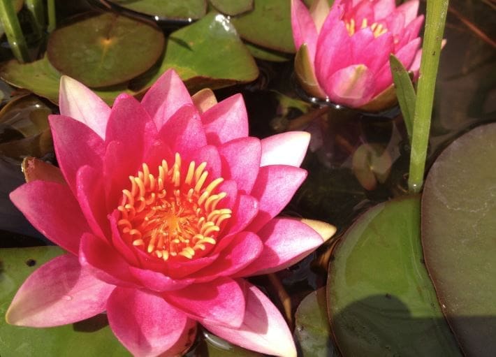 Red Sultan Water Lily