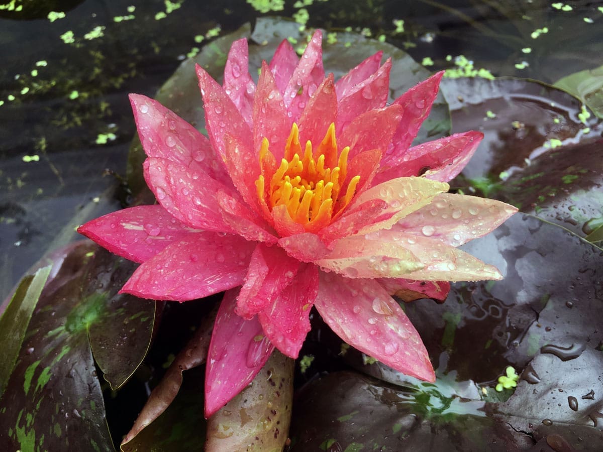 Wanvisa Water Lily