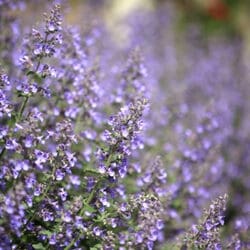 Catmint