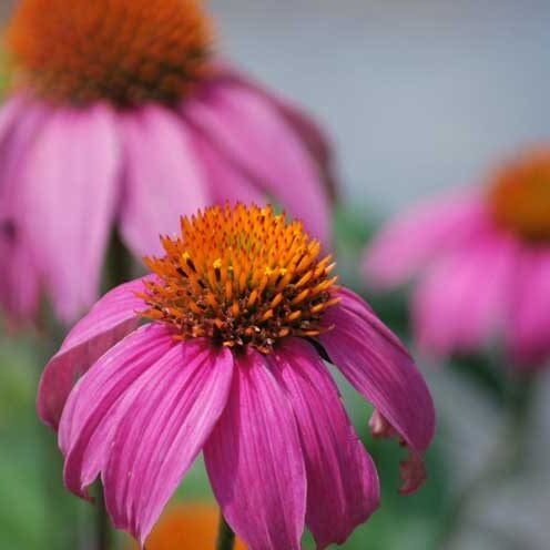 Native Plants for Frisco, Texas