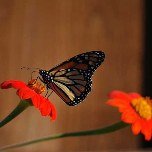 Drought Resistant Plants for Frisco, Texas