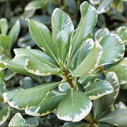 PittShrubs