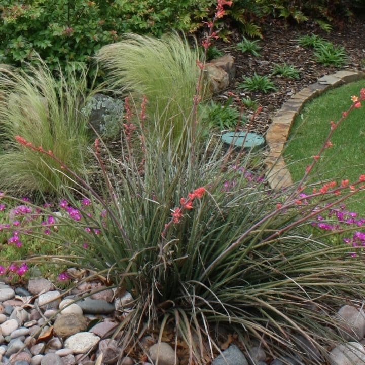Plant-9484