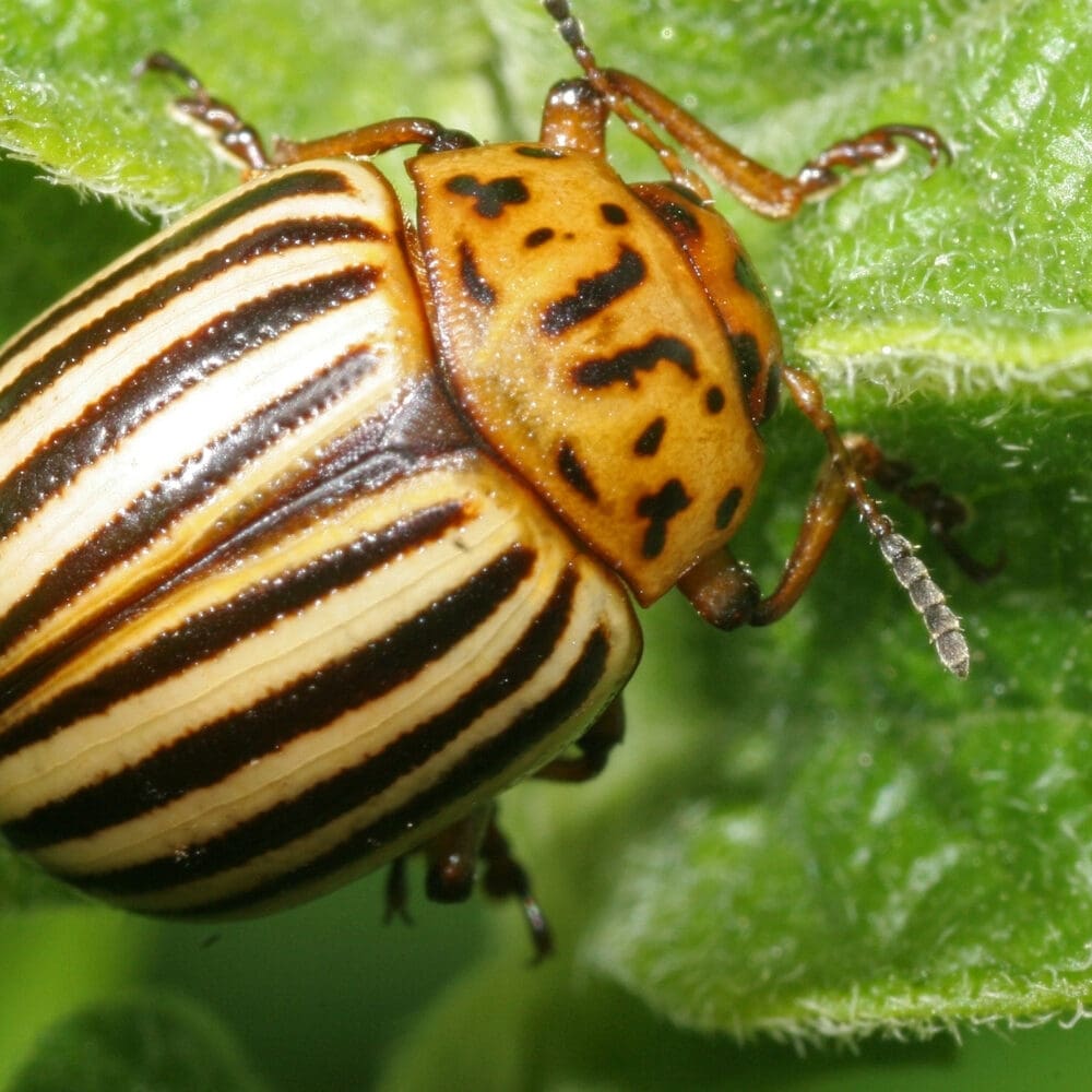 PotatoBug-1