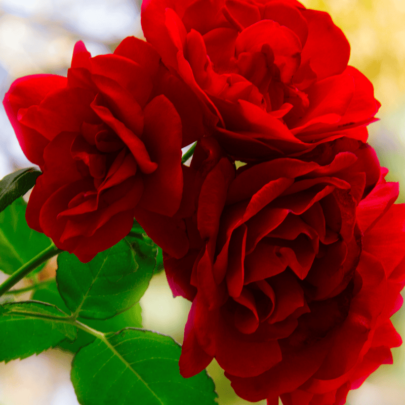Frisco, TX Roses