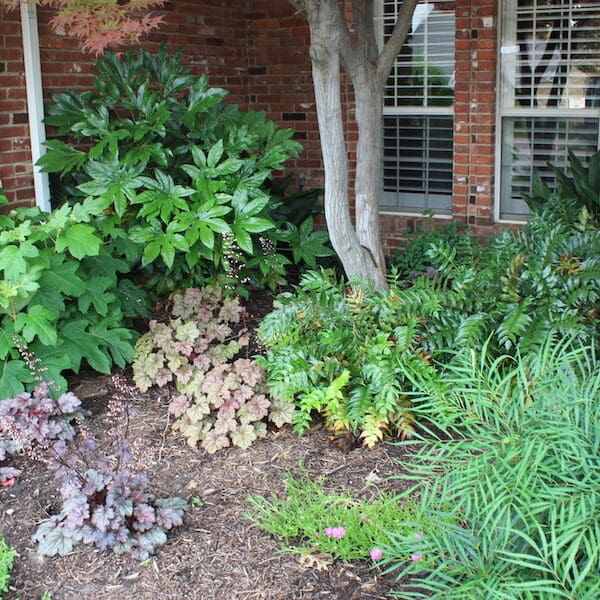 Frisco, Texas Shade Plants