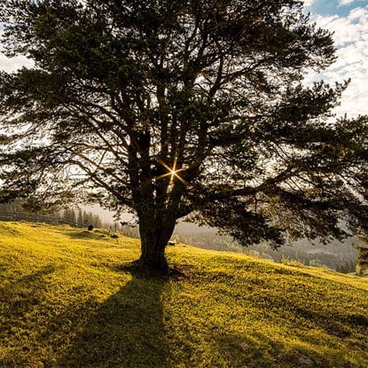 Trees for Sale in Frisco, Texas
