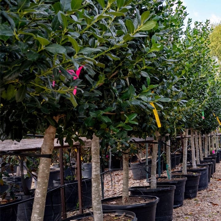 TreeBucketTALL