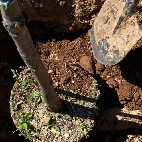 Frisco, Texas Tree Planting Services